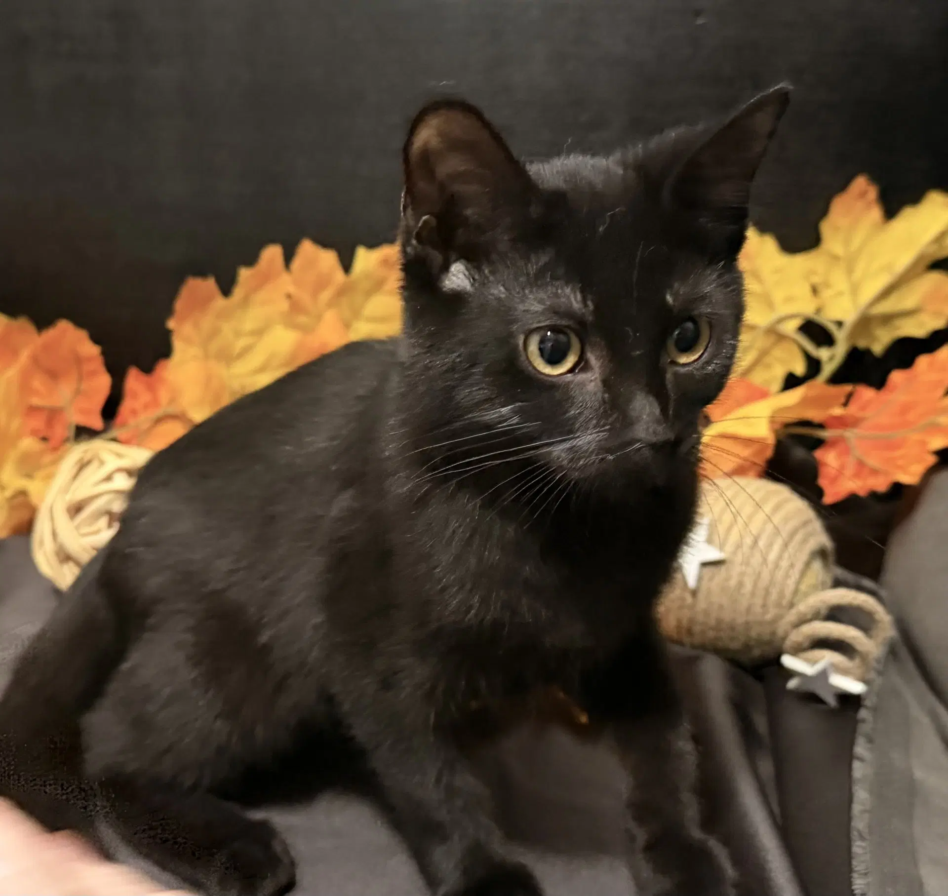 Tammy - Domestic Short Hair
