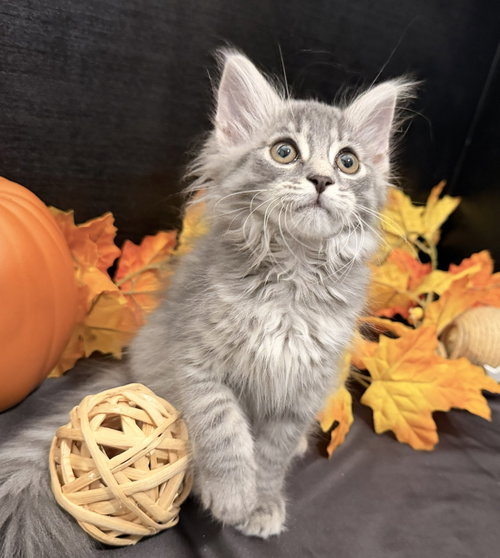Photo 4 of Wanda