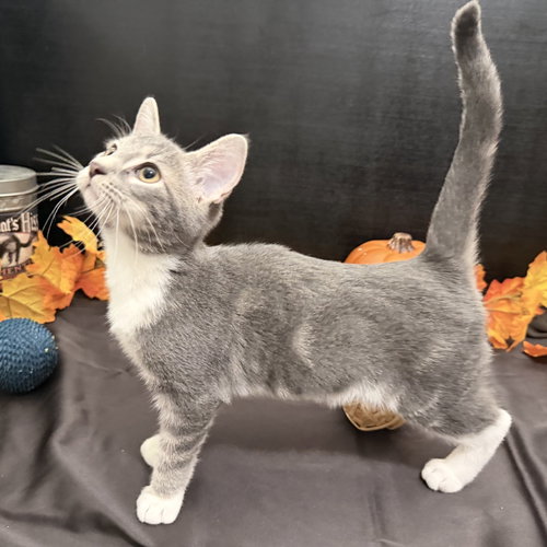 Roger, a cat for adoption from RescueCats, Inc.