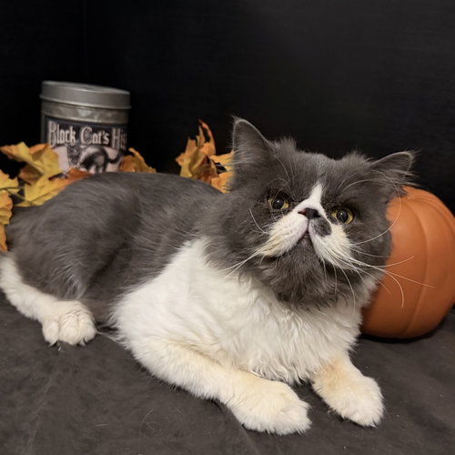 Blue Bentley, a cat for adoption from RescueCats, Inc.