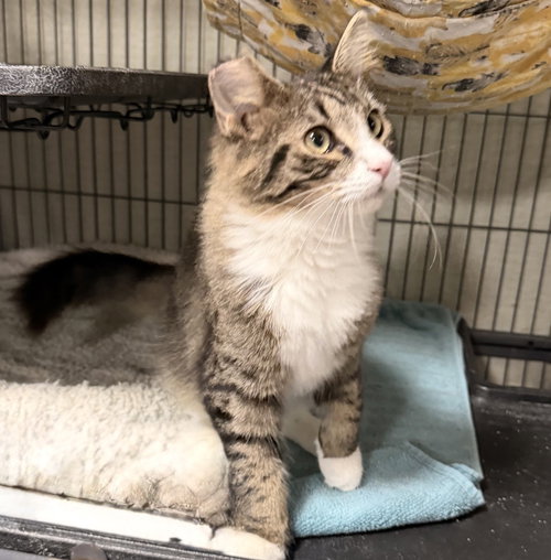 Marion, a cat for adoption from RescueCats, Inc.