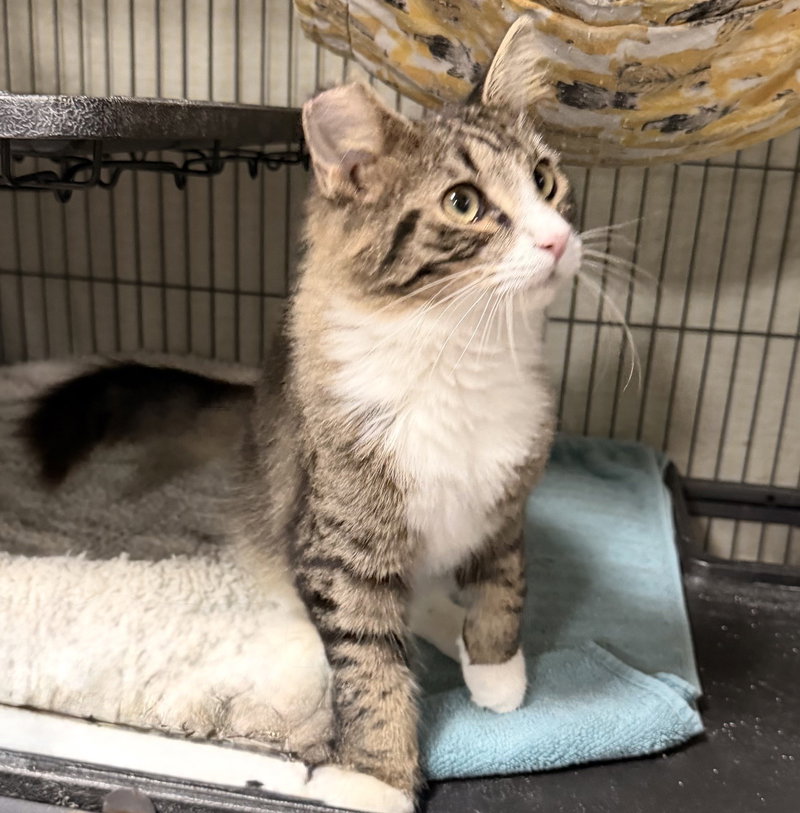Marion, a young male cat up for adoption