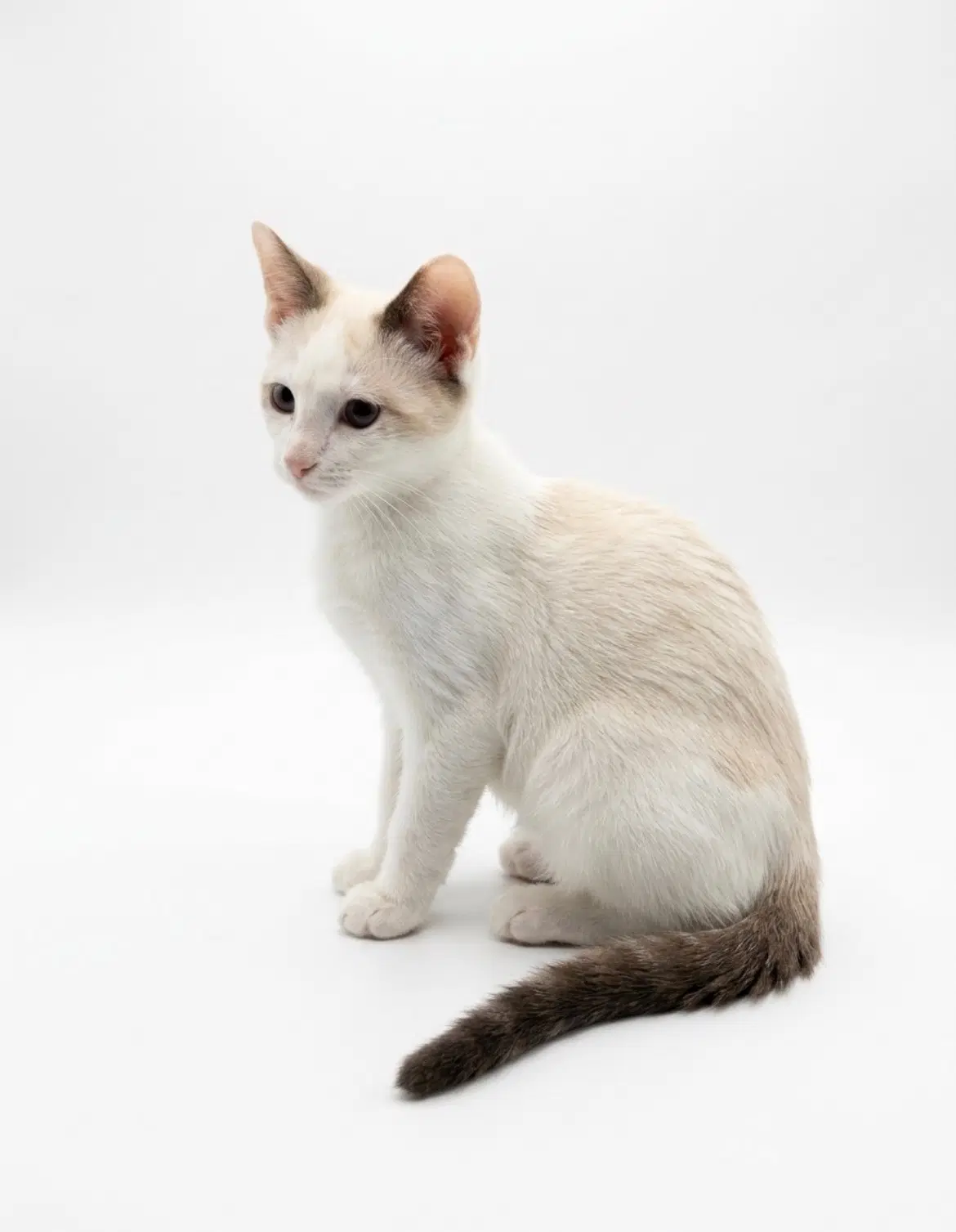 Dusty - Domestic Short Hair