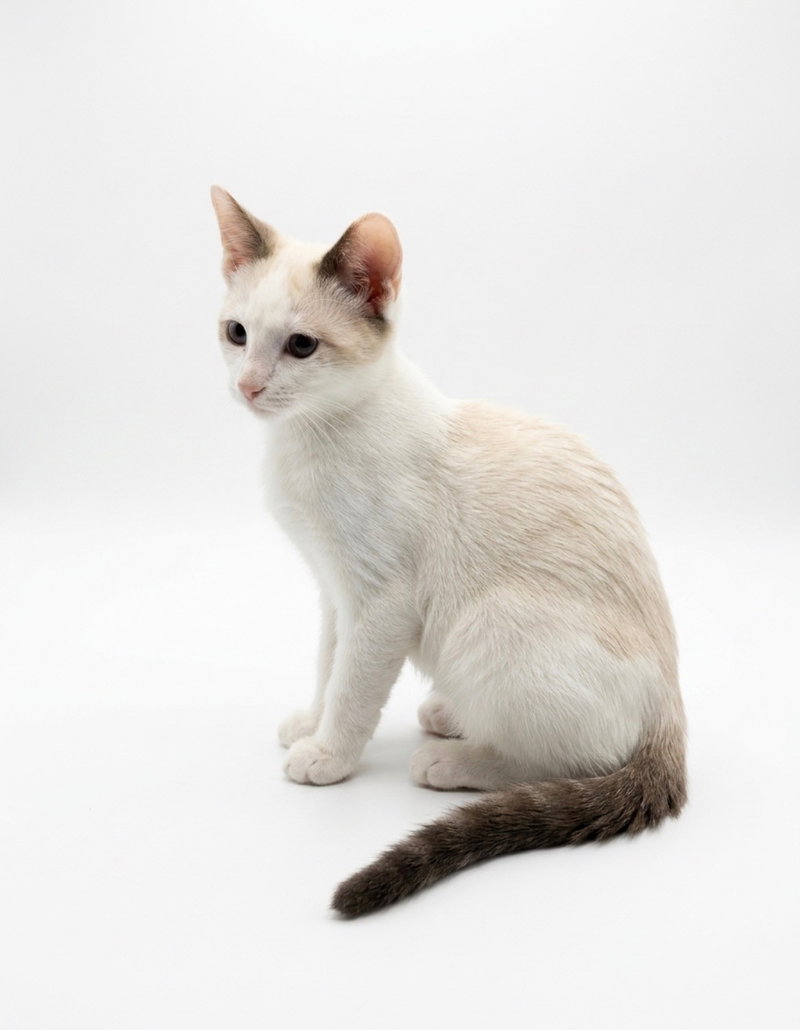 Dusty, a young male cat up for adoption