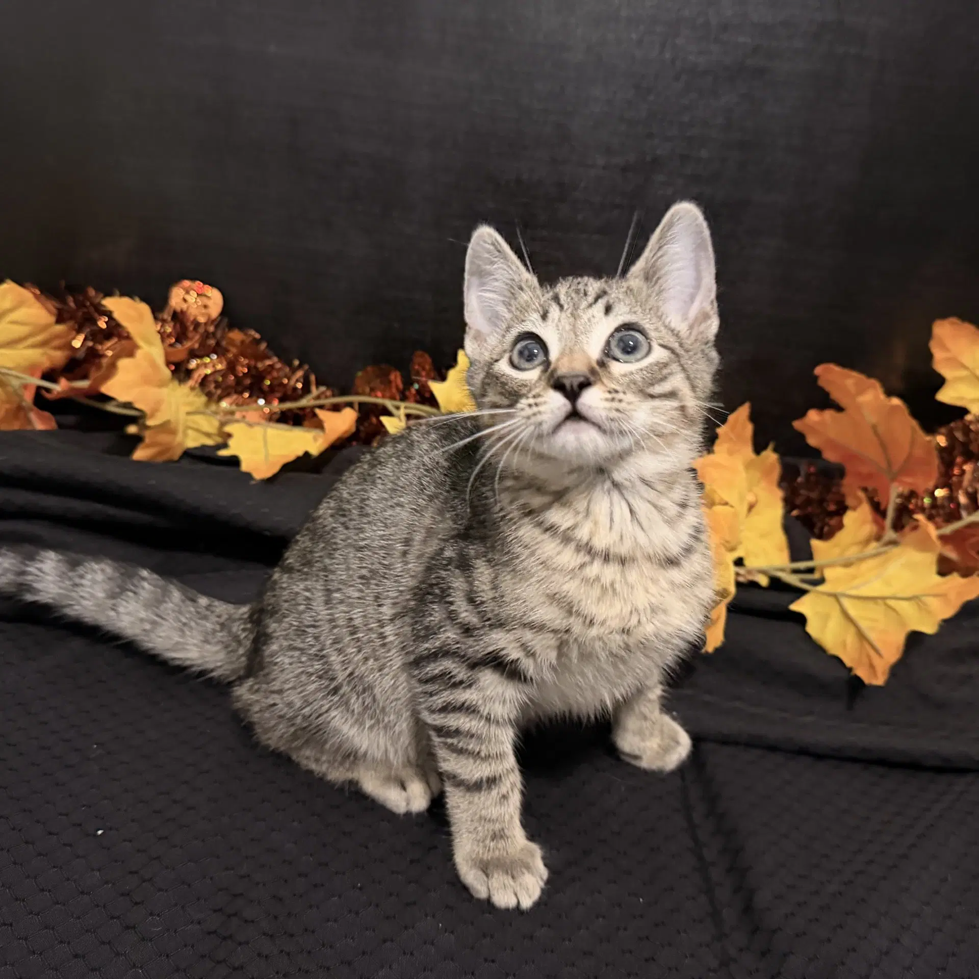 Fergus - Tabby