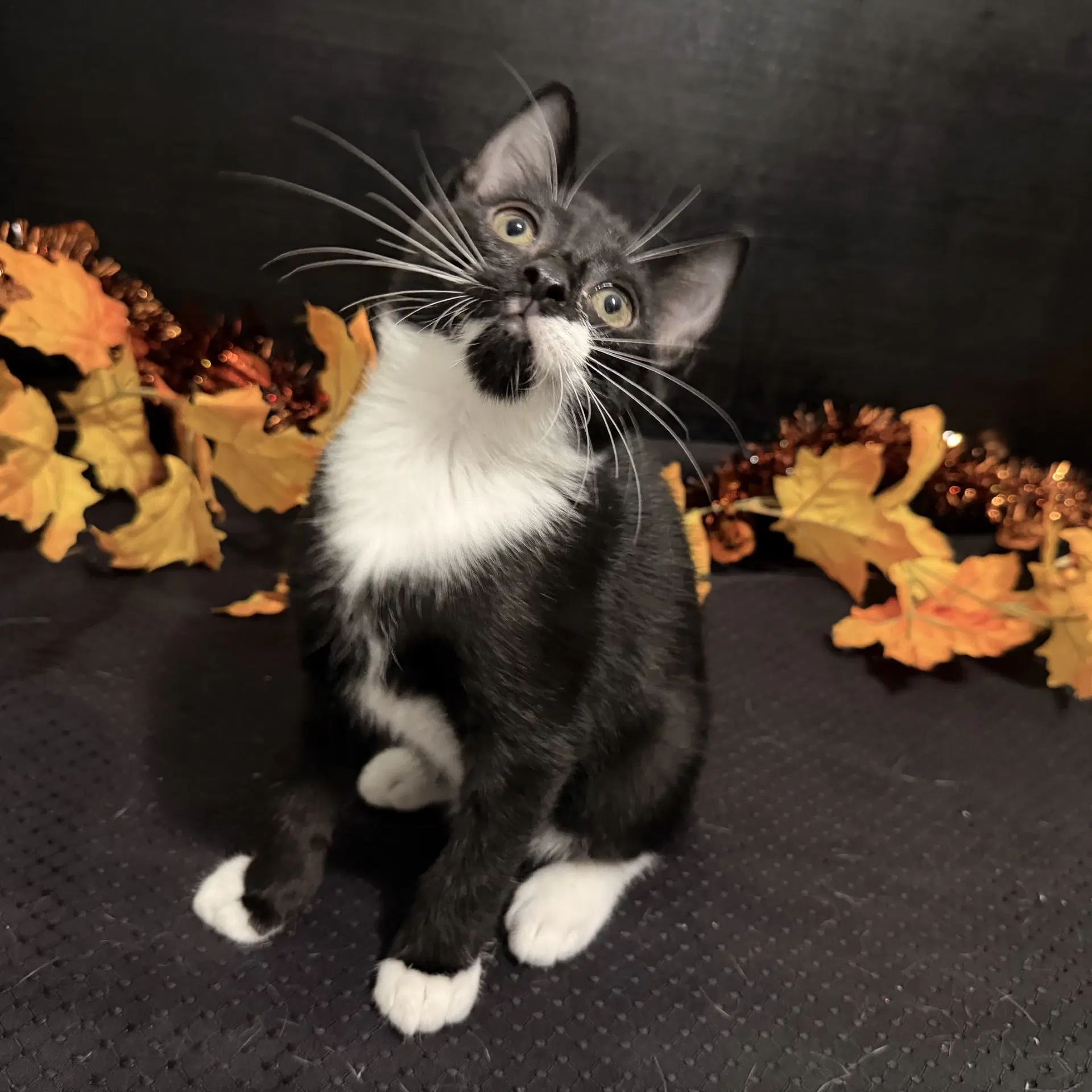 Murphy - Tuxedo