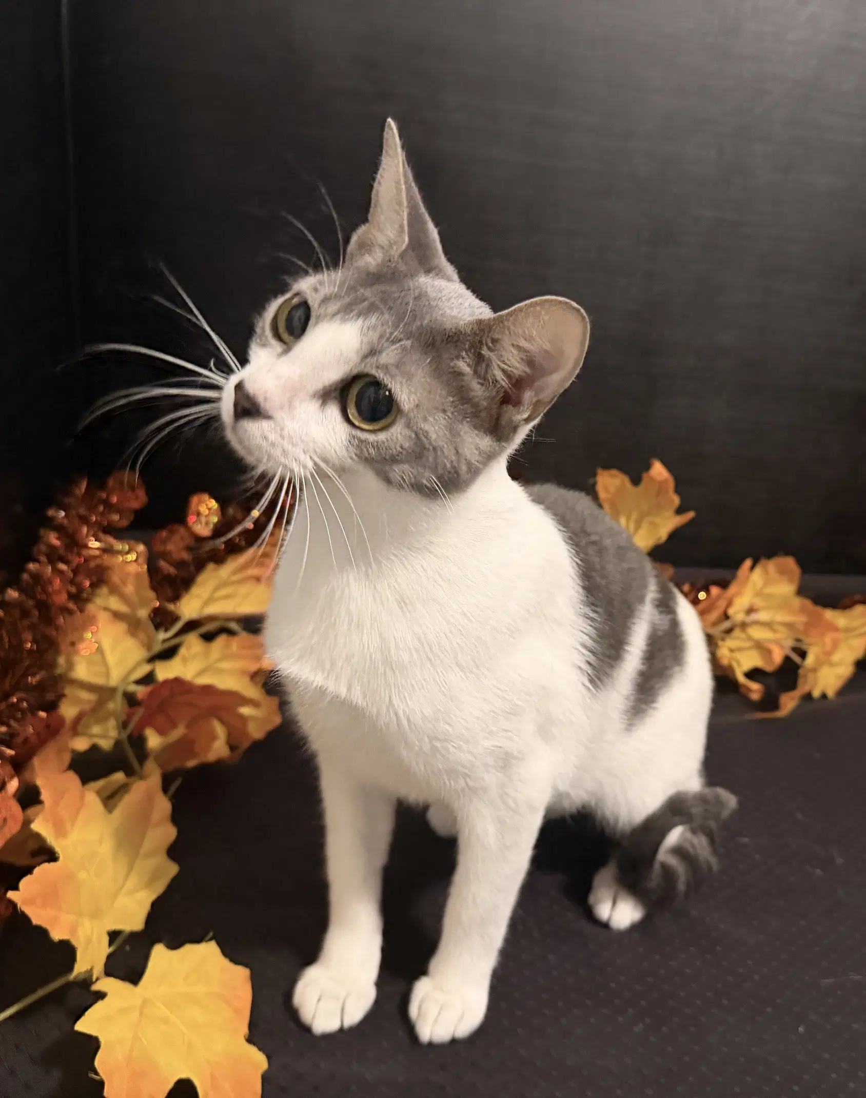 Mama Mia - Tabby