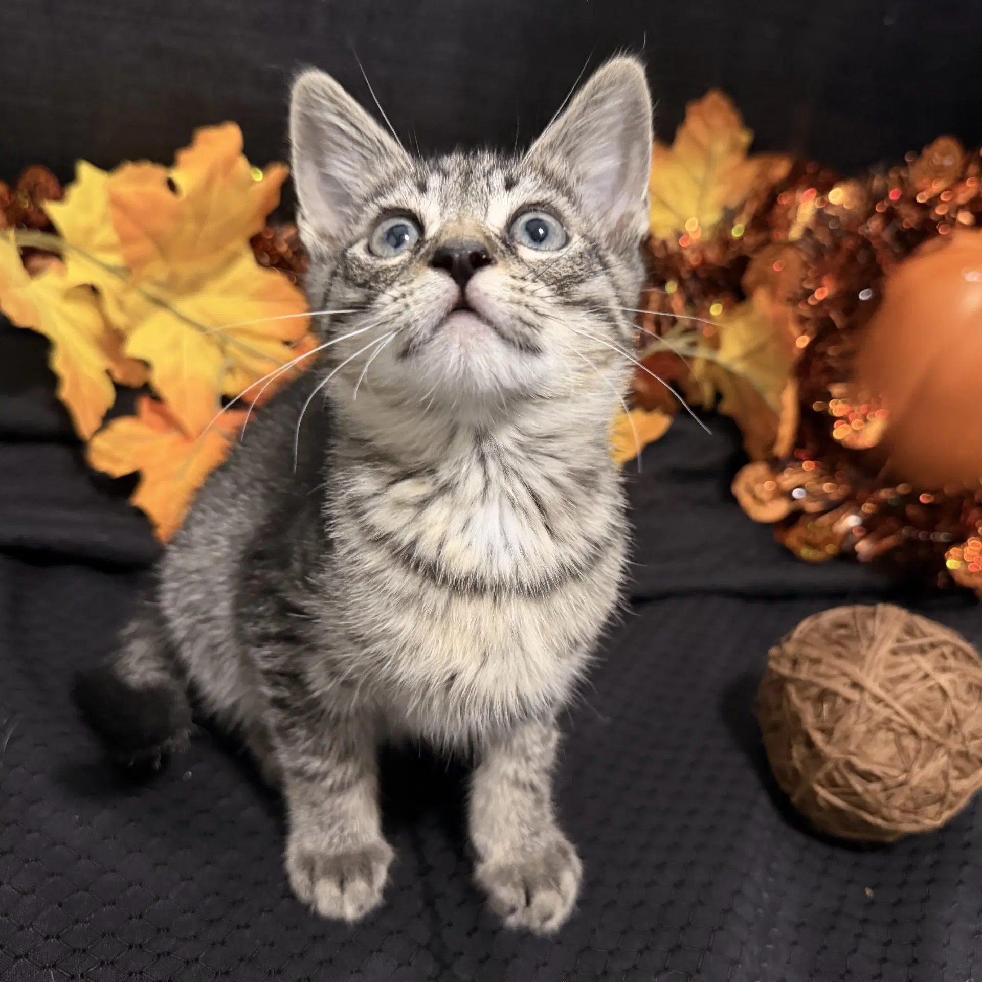 Fritz - Tabby