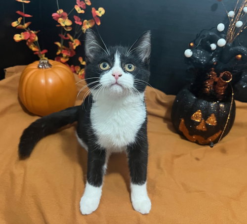 picture of the cat needing adoption
