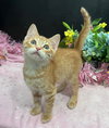 ADOPTION-Read First - Photo 1