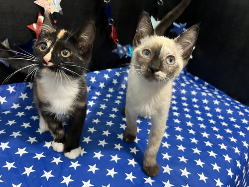 ADOPTION-Read First, an adoptable Domestic Medium Hair in Fayetteville, GA