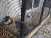 ADOPTION-Read First - Photo 6