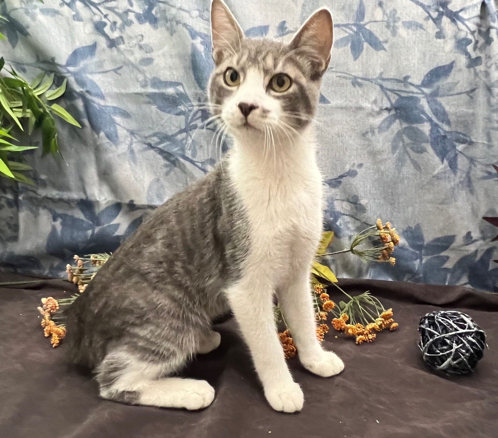 adoptable Cat in Fayetteville, GA named ADOPTION-Read First