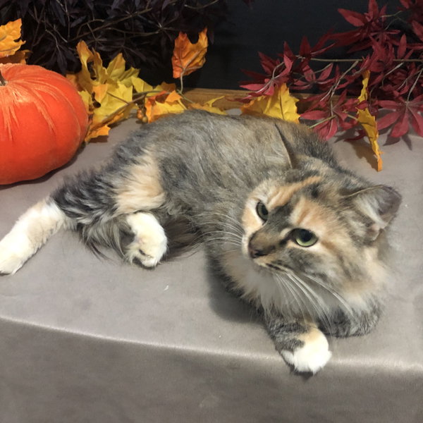 Help support our FeLV Kitties