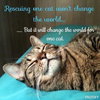 Help support our FeLV Kitties - Photo 2