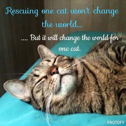 HELP SUPPORT OUR FELV KITTIES - Calico / Domestic Long Hair available for adoption