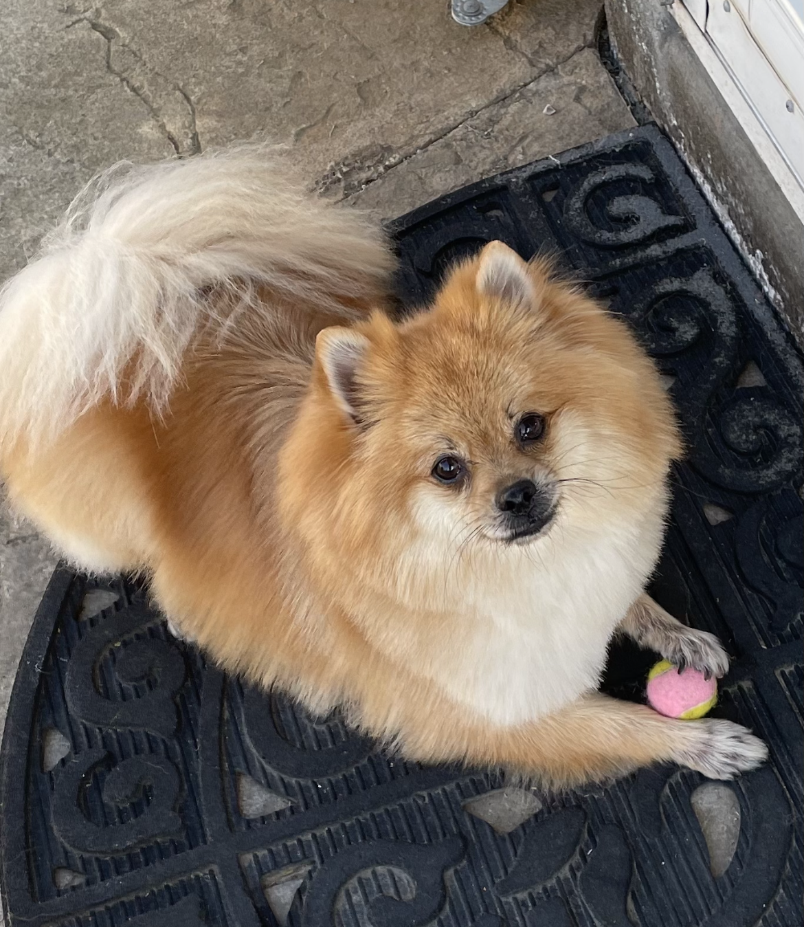 adoptable Dog in Irvine, CA named Gingie