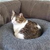 adoptable Cat in , MO named LETTY