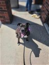 adoptable Dog in , MO named LIBBY