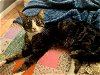 adoptable Cat in saint peters, MO named ARLO
