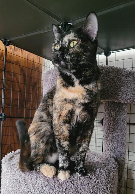 adoptable Cat in Saint Peters, MO named MELODY