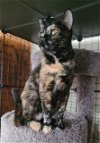 adoptable Cat in , MO named MELODY