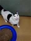 adoptable Cat in saint peters, MO named CHAPLIN