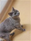 adoptable Cat in saint peters, MO named CHLOE