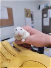 adoptable Hamster in saint peters, MO named A492592