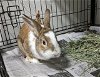 adoptable Rabbit in saint peters, MO named BAMBINO