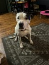 adoptable Dog in , MO named MINNIE