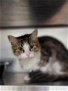 adoptable Cat in  named A494075