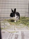 adoptable Rabbit in Saint Peters, MO named PISTACHIO