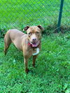 adoptable Dog in Saint Peters, MO named MONICA