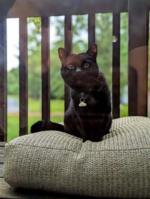 adoptable Cat in Saint Peters, MO named HONEY