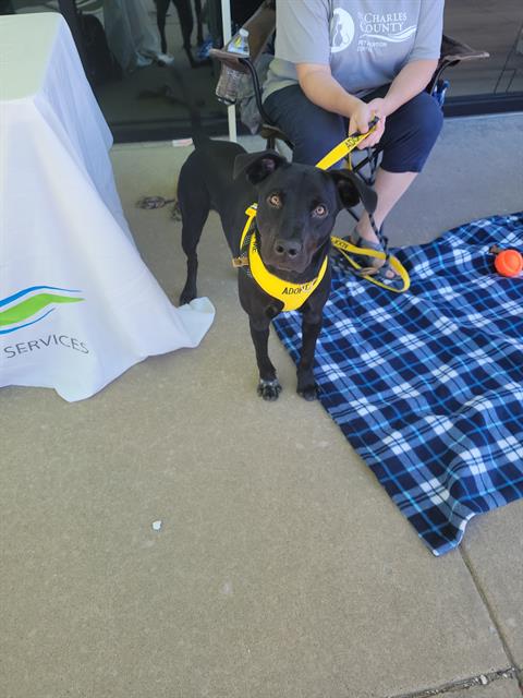 adoptable Dog in Saint Peters, MO named JUNIOR