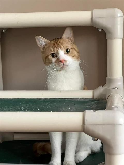 adoptable Cat in Saint Peters, MO named STARFISH