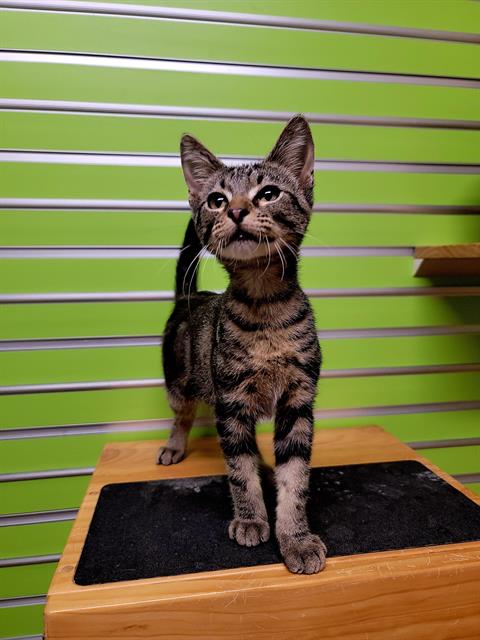 adoptable Cat in Saint Peters, MO named FABIO