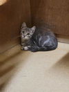 adoptable Cat in Saint Peters, MO named TIGRESS