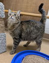 adoptable Cat in Saint Peters, MO named LIBBY