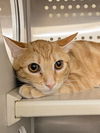 adoptable Cat in , MO named GINGERBREAD COOKIE