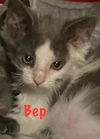 adoptable Cat in Saint Peters, MO named BEP