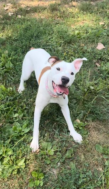 adoptable Dog in Saint Peters, MO named LUNA