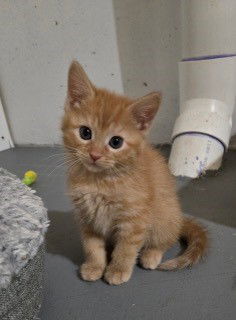 adoptable Cat in Saint Peters, MO named PUMPKIN