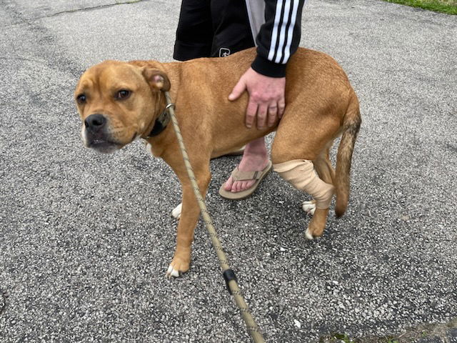 adoptable Dog in Saint Peters, MO named PAPAYA