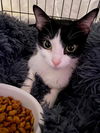 adoptable Cat in , MO named PUDDENS