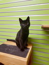 adoptable Cat in , MO named PICKLE