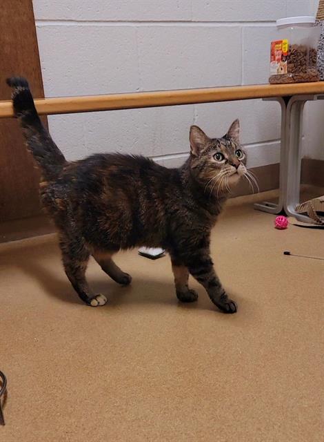 adoptable Cat in Saint Peters, MO named CUDDLES