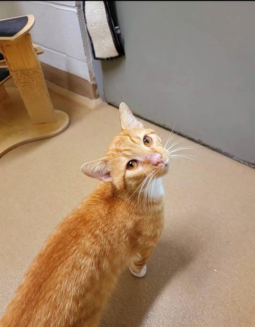 adoptable Cat in Saint Peters, MO named ARCHER