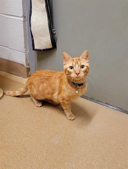 adoptable Cat in Saint Peters, MO named FRIJOLES (BEAN)